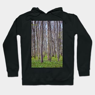 Hornbeam forest Hoodie